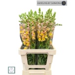 Antirrhinum Lõvilõug poto bright orange 75cm