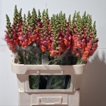 Antirrhinum Lõvilõug Poto Bright Orange 80cm