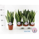 Sansevieria trifasciata gemengd 12cm