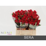 Roos 40cm Sera