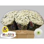 Chrysanthemum Krüsanteem SANTINI Madiba Lu*25