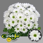 Chrysanthemum Krüsanteem SP Resq White*5