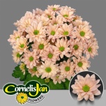 Chrysanthemum Krüsanteem SP Resq Peach*5