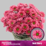 Chrysanthemum Krüsanteem SP Resq Cherry 75g*5