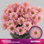 Chrysanthemum Krüsanteem SP Resq Salmon 80g*5