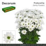 Chrysanthemum Krüsanteem SP Caroline*5