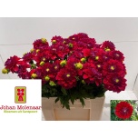 Dahlia Friendship 55cm