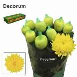 Chrysanthemum Krüsanteem BL Maracuja 95gr*10