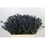 Eryngium Ogaputk Planum Pacific Blue Stripe 60cm