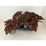 Plectranthus Ilunõges main street park avenue 13cm