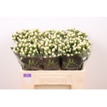 Hypericum Naistepuna Sisu Twinkle 50cm