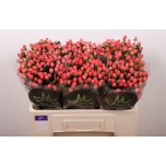 Hypericum Naistepuna sisu flirt 50cm