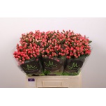 Hypericum Naistepuna sisu flirt 60cm