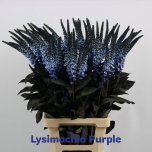 Lysimachia paint Blue 80cm