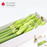 Hippeastrum Ratsuritäht Lemon grandise