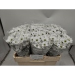 Chrysanthemum Krüsanteem SANTINI Inzell*25