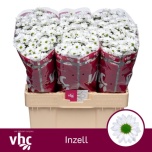 Chrysanthemum Krüsanteem SANTINI Inzell*25