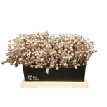 Rosa Kibuvits paint 40cm