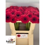 Gerbera MINI Happy Red*20