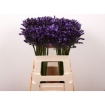 Agapanthus Lembeliilia Everpanthus Poppin´ Star 60cm