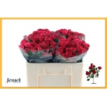 Kobarroos 50cm Roseberry