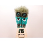 Panicum Skygrass (tk)