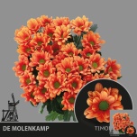 Chrysanthemum Krüsanteem SP Timon 65g*5