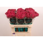 Achillea Raudrohi Neonglow Ember 70cm*10