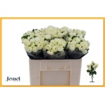 Kobarroos 50cm Snowy Trendsetter