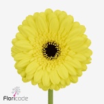 Gerbera MINI Relax*20