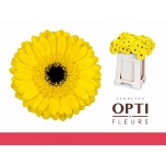 Gerbera MINI Relax*20