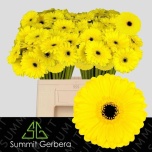Gerbera MINI Relax*20