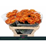 Chrysanthemum Krüsanteem BL Astro 100gr*10