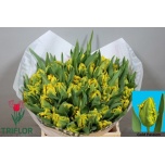Tulp pa Gold Passion
