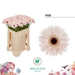 Gerbera MS Vive*20