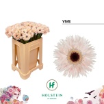 Gerbera MS Vive*20