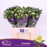 Alstroemeria Inkaliilia Fashionista Coutur