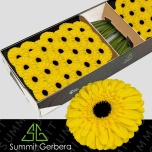 Gerbera GR Solana*25