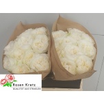 Roos 40cm Lincoln Park White
