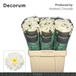 Chrysanthemum Krüsanteem SANTINI Cash*25