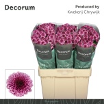 Chrysanthemum Krüsanteem SANTINI Balboa*25