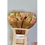 Roos 60cm Cuddle