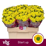 Chrysanthemum Krüsanteem SANTINI Start*25