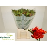 Freesia Romantic Orange