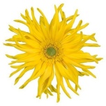 Gerbera KV Pasta Zafferan*10