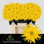 Gerbera KV Pasta Zafferan*10