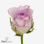 Roos 60cm Nova Zembla