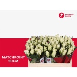 Roos 50cm Matchpoint