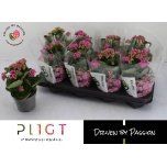 Kalanchoe double more flowers rafaela 12cm