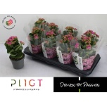 Kalanchoe double more flowers rafaela 12cm